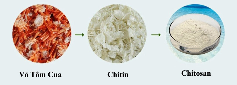 chitin và chitosan