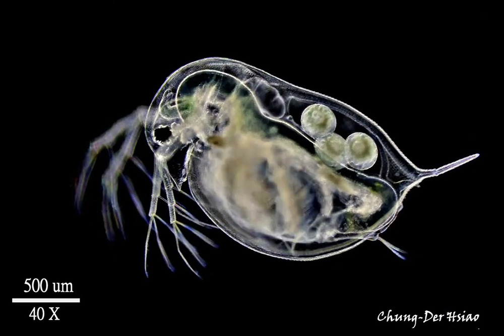 Daphnia similis