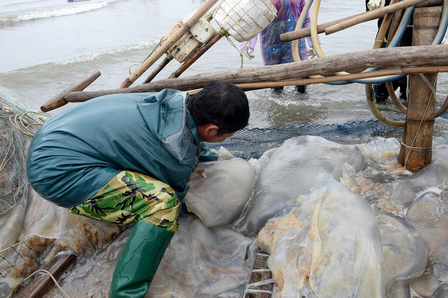 mùa sứa biển