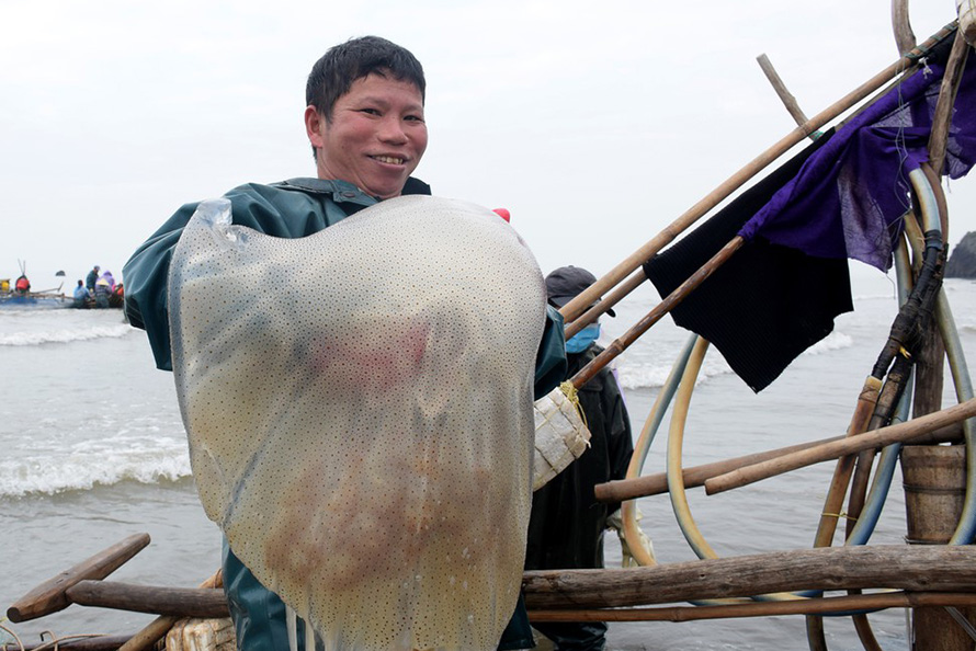 mùa sứa biển