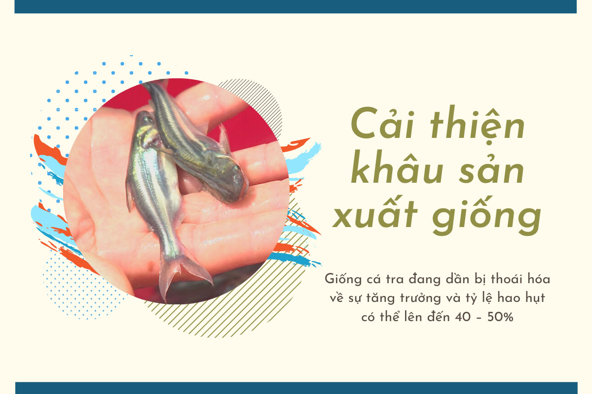 sản xuất giống cá tra