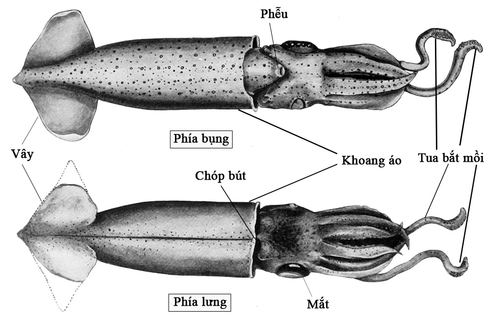 Phân biệt mực mai và mực ống đơn giản dễ dàng