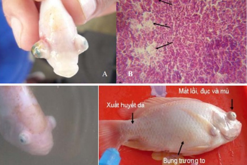 bệnh trên cá điêu hồng