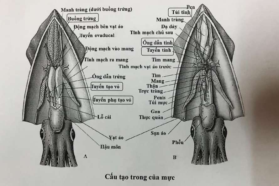 mực ống