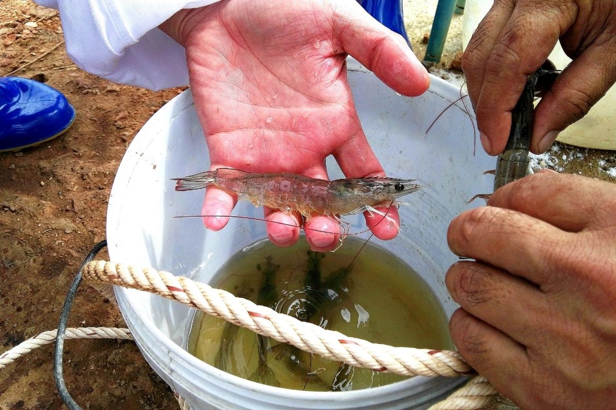 tôm thẻ chân trắng