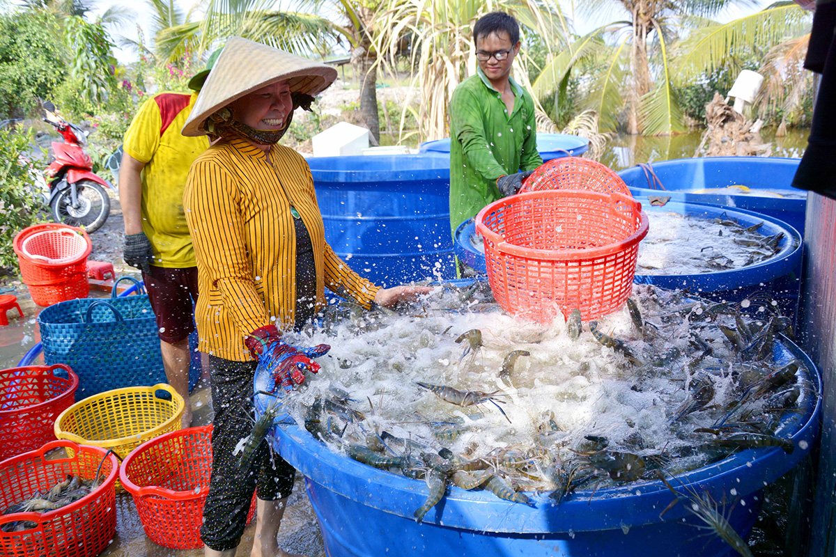 thu hoạch tôm