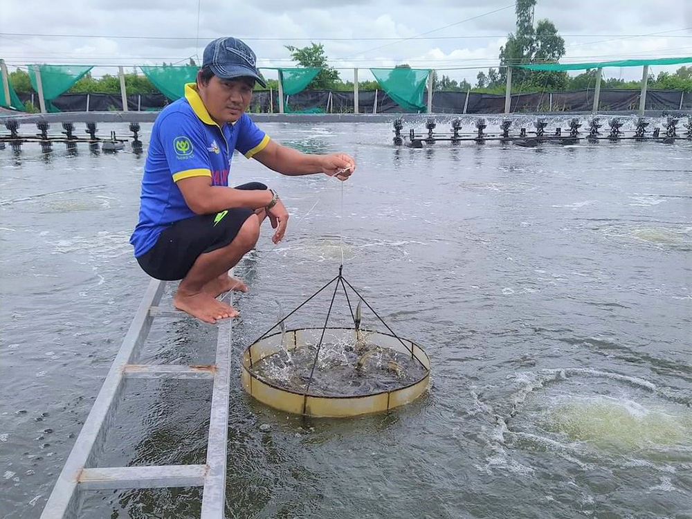 nuôi tôm công nghệ cao