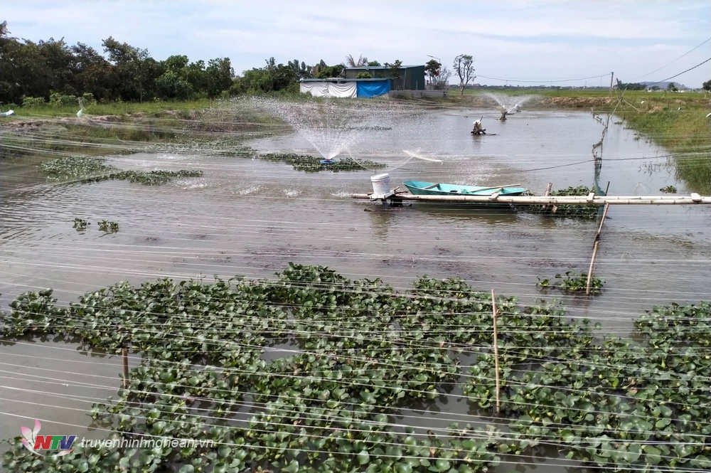 nuôi cá chạch sụn