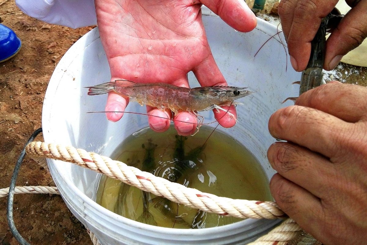 tôm thẻ chân trắng