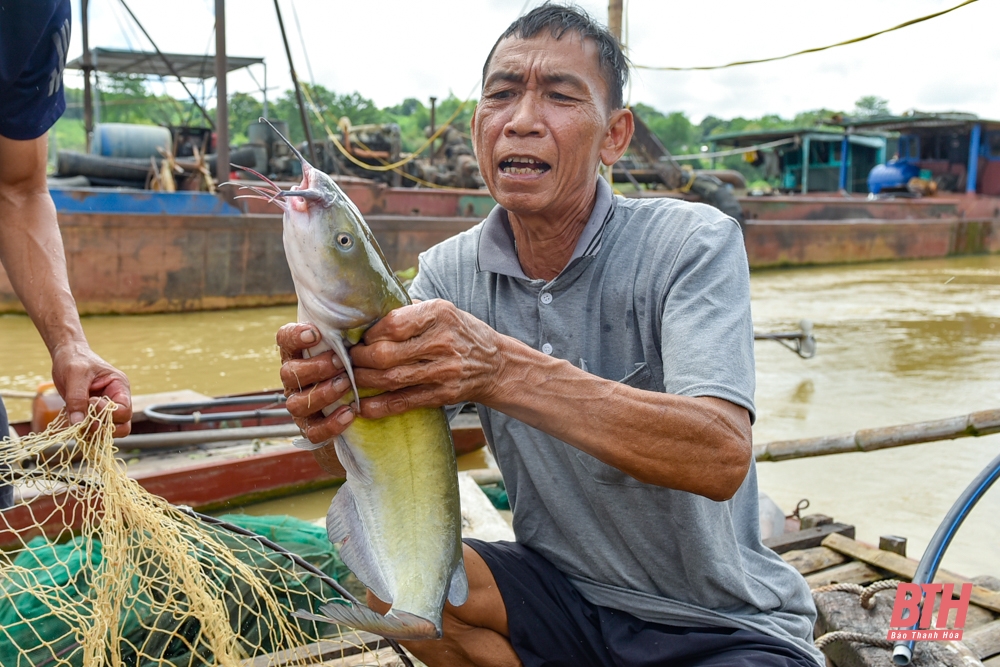 nghề nuôi cá lăng