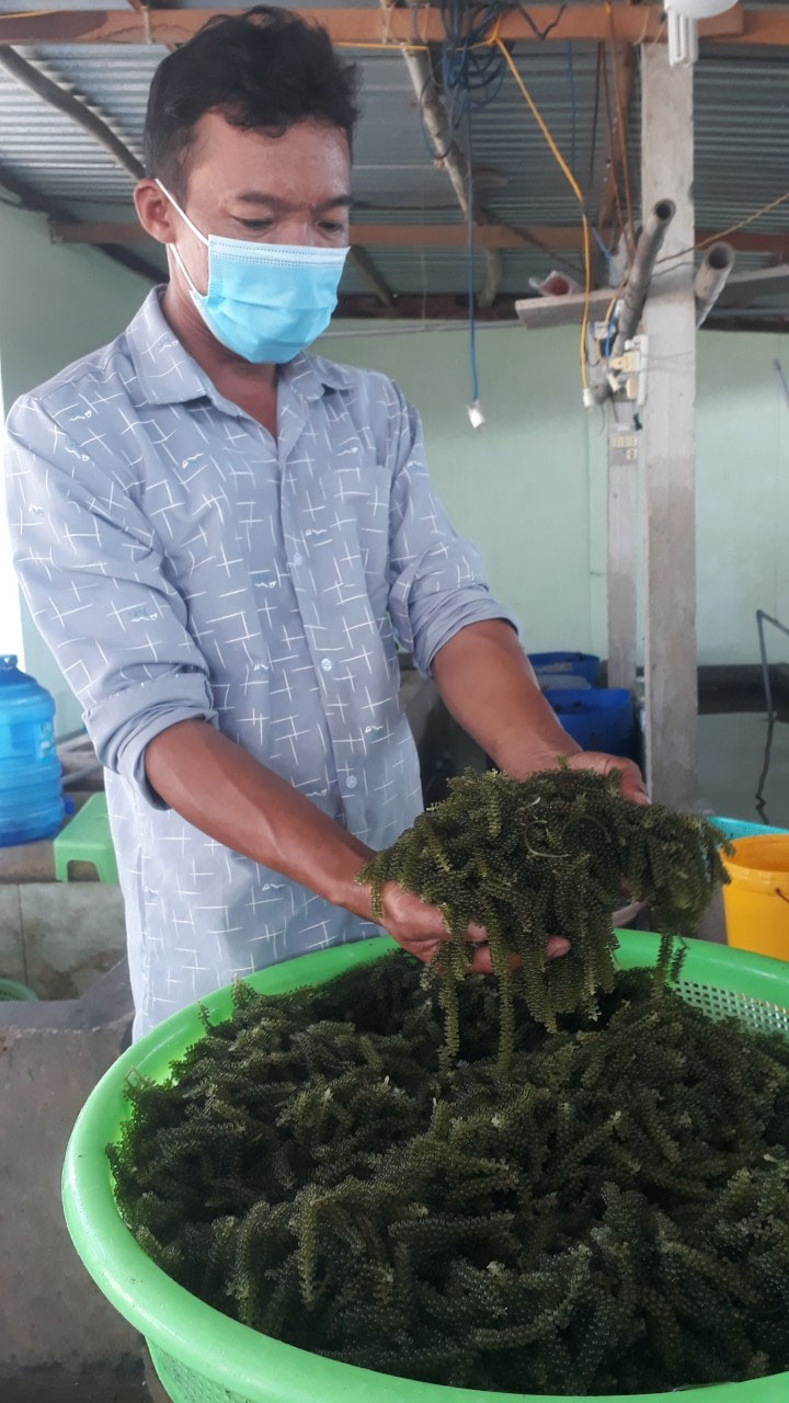 Mô hình trồng và bao tiêu sản phẩm rong nho tại Nình Thuận