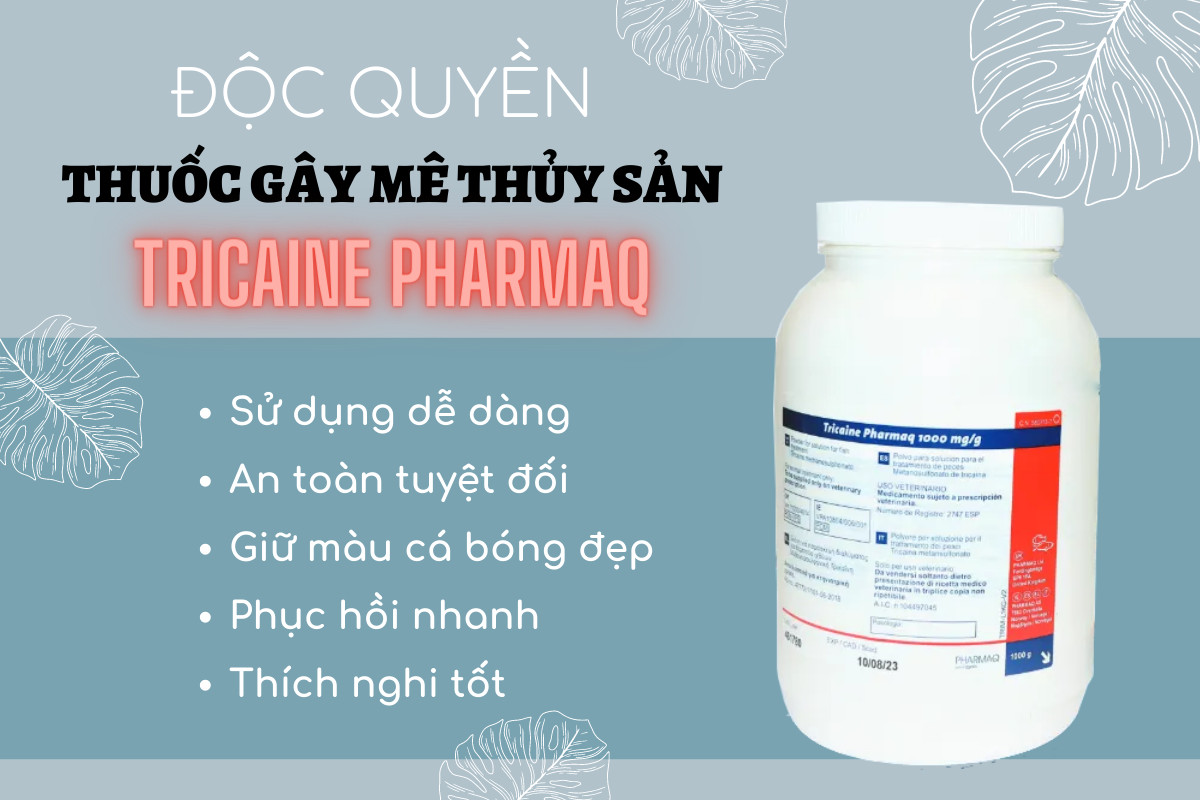 thuốc gây mê cho cá