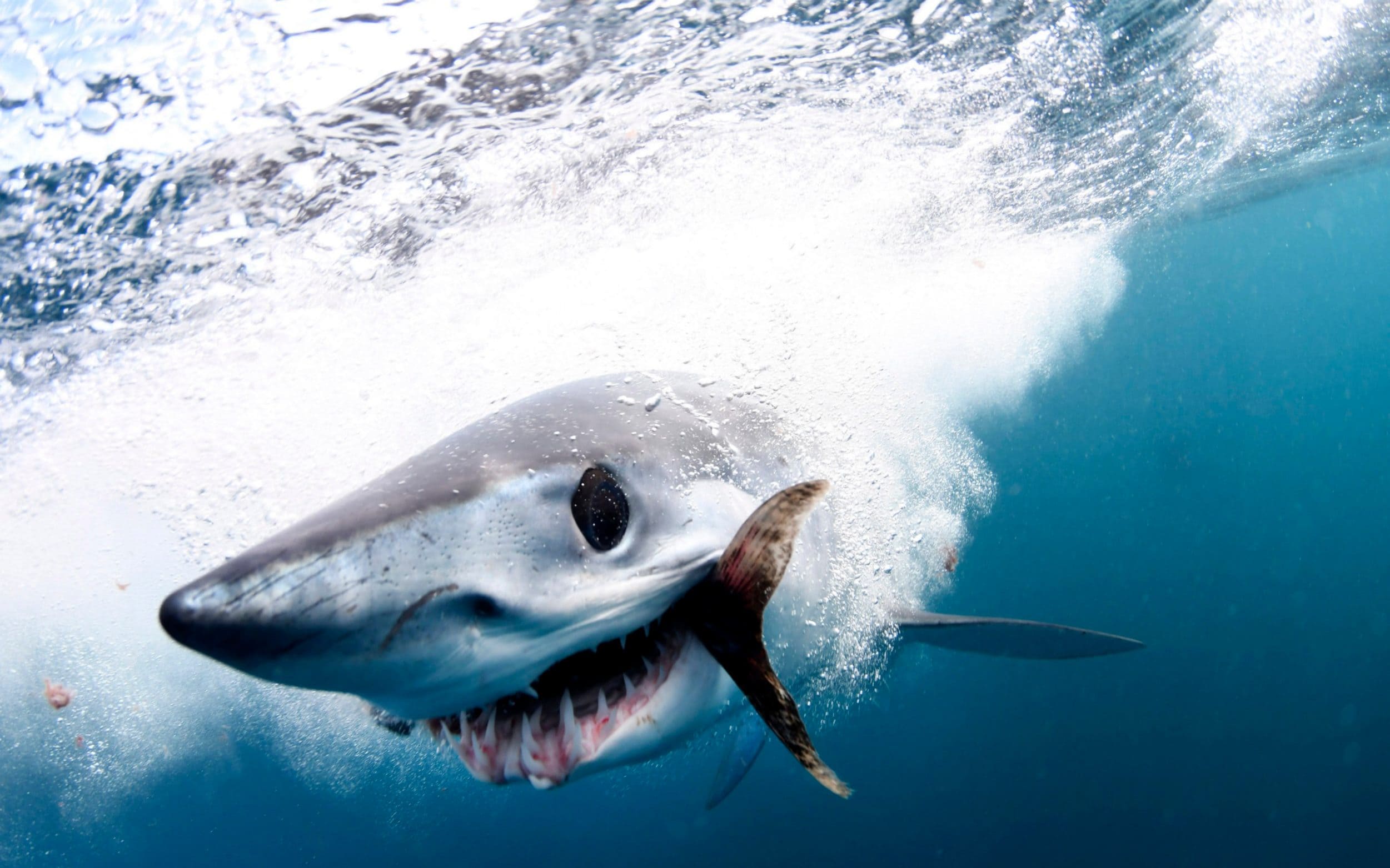 cá mập săn mồi