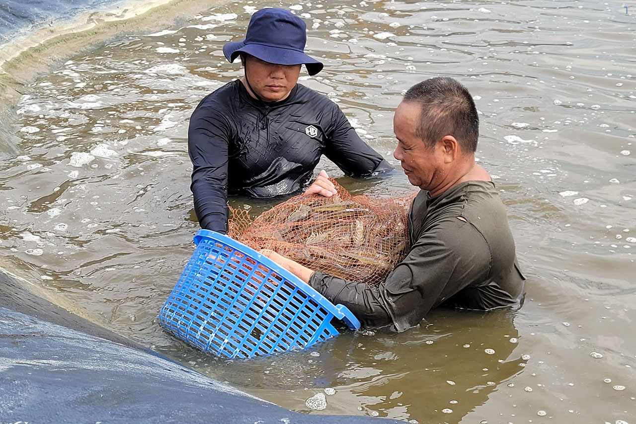 thu hoạch tôm