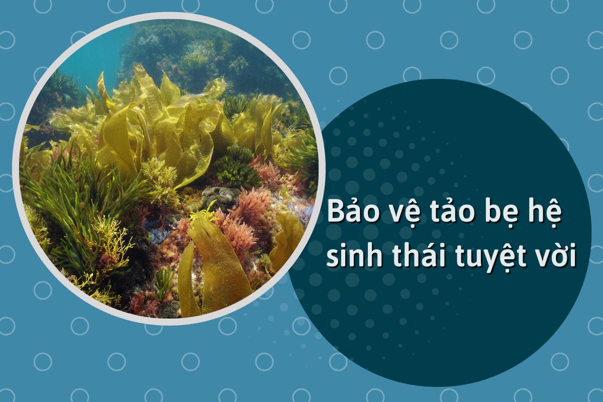 Bảo vệ tảo bẹ