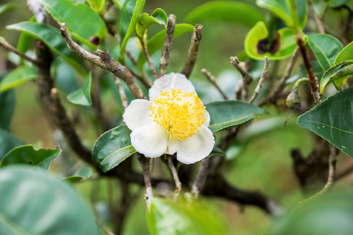 Camellia sinensis