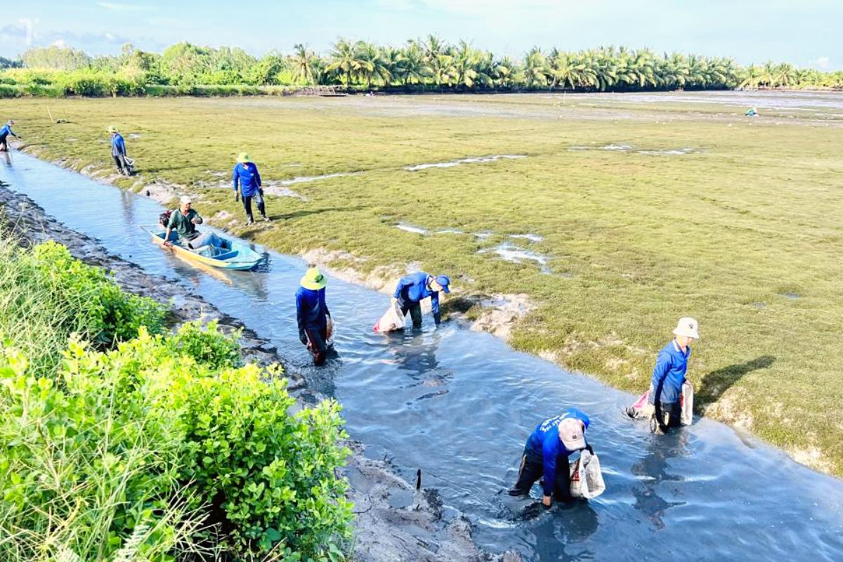 Trồng lúa kết hợp cùng nuôi tôm