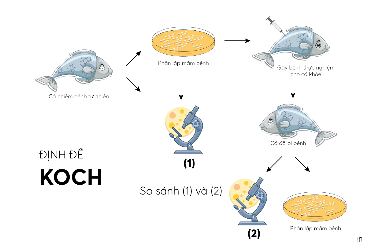 định đề koch