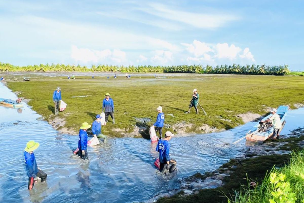 Thu hoạch tôm tại nơi trồng lúa