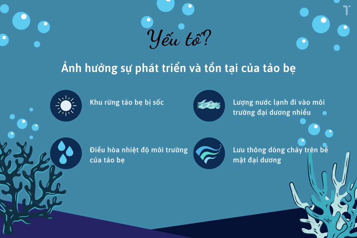 Yếu tố ảnh hưởng đến sự phát triển của tảo bẹ