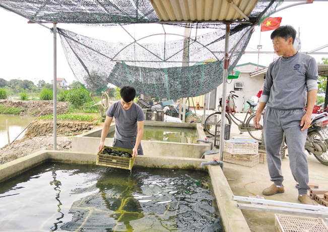 Nuôi trai lấy ngọc tại bể nước ngọt