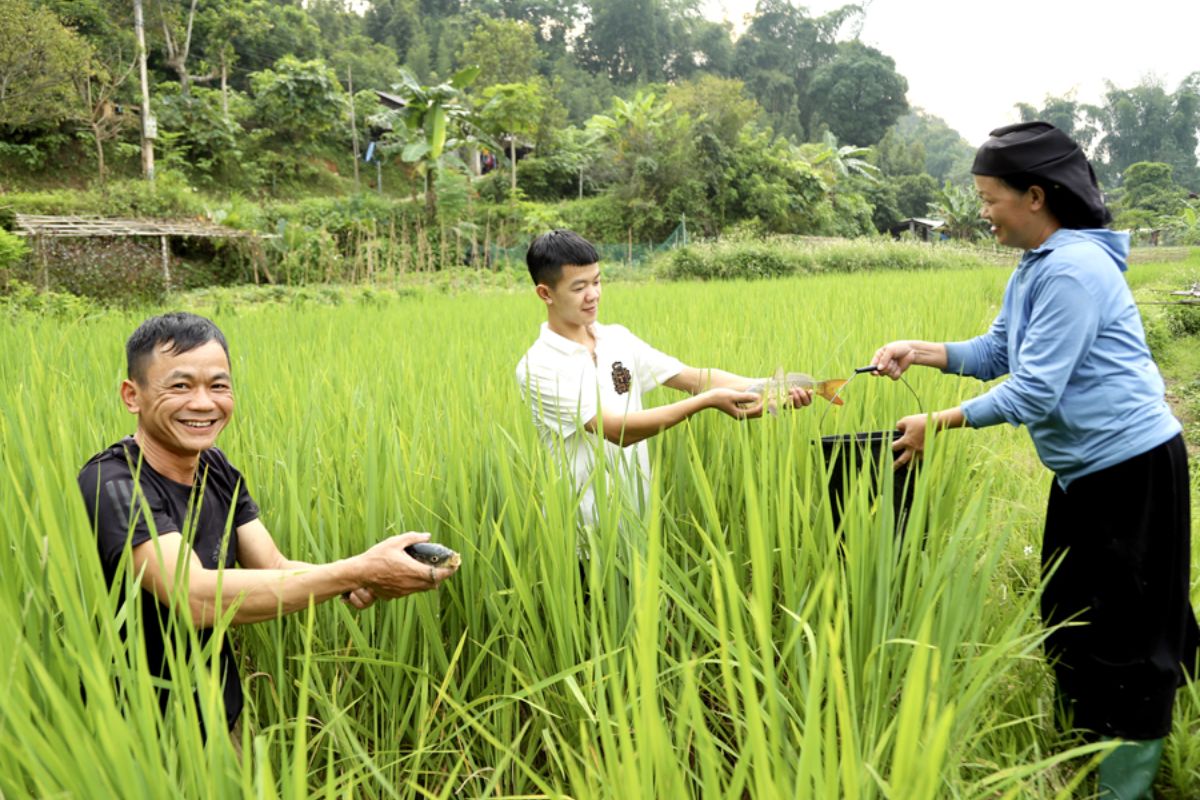 Bắt cá chép