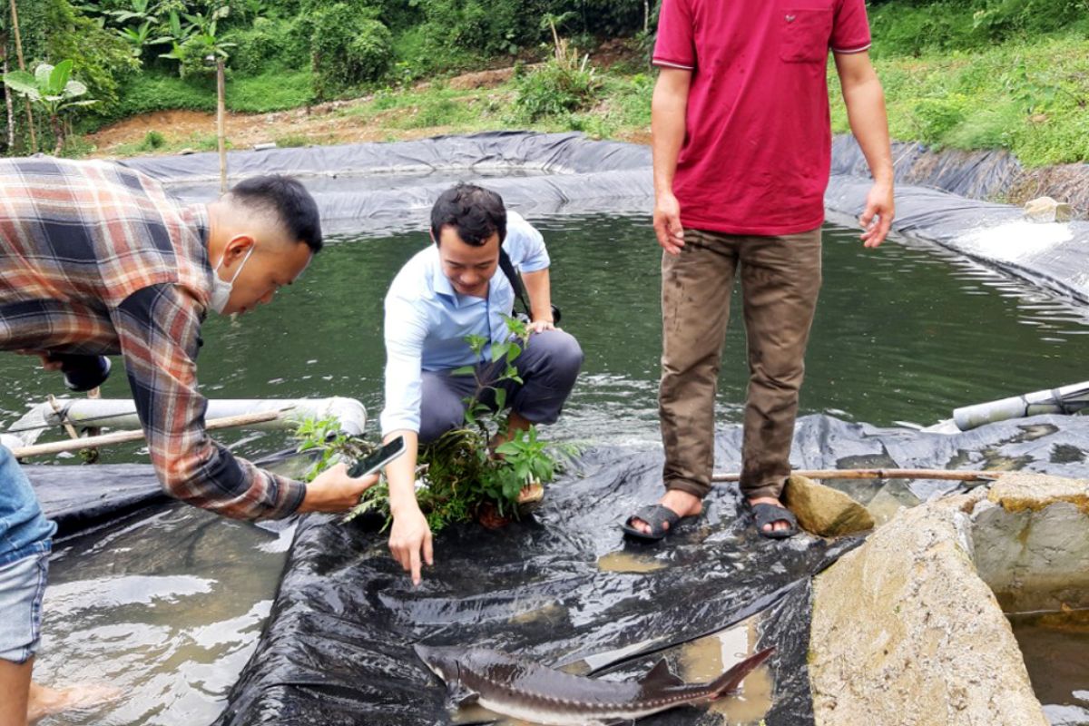 Cá tầm to lớn trên 2 kg