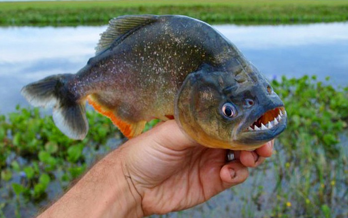 Cá Piranha bụng đỏ