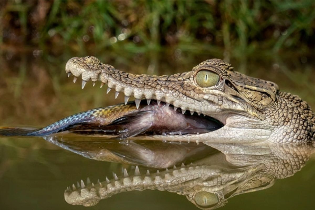 Cá sấu ăn con mồi