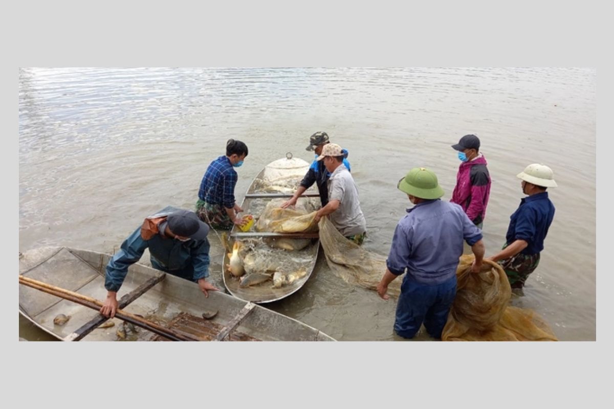 Cá được thu hoạch trong mô hình liên kết