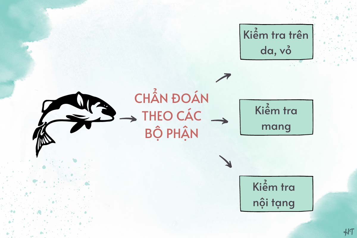 chẩn đoán bệnh cá