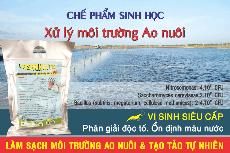 Xử lý môi trường ao nuôi