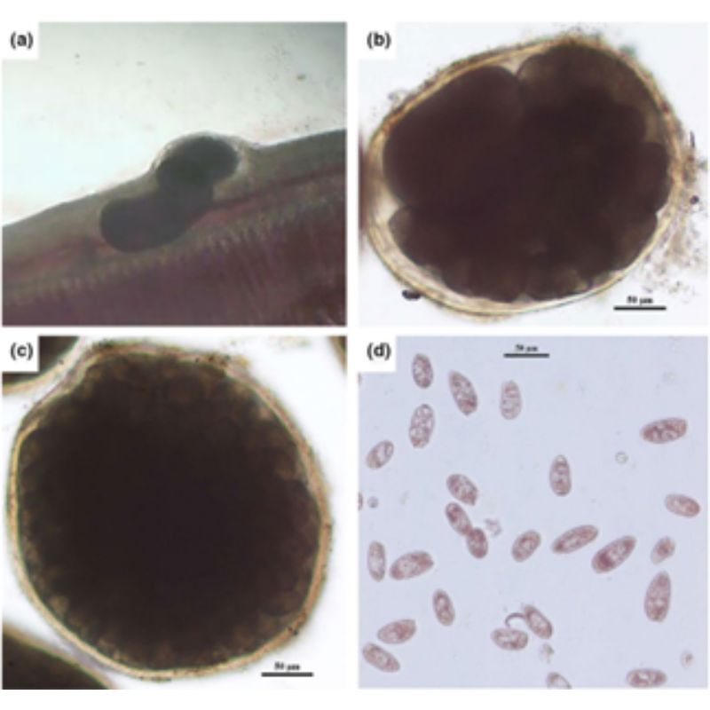 Chu kỳ sống của C. irritans