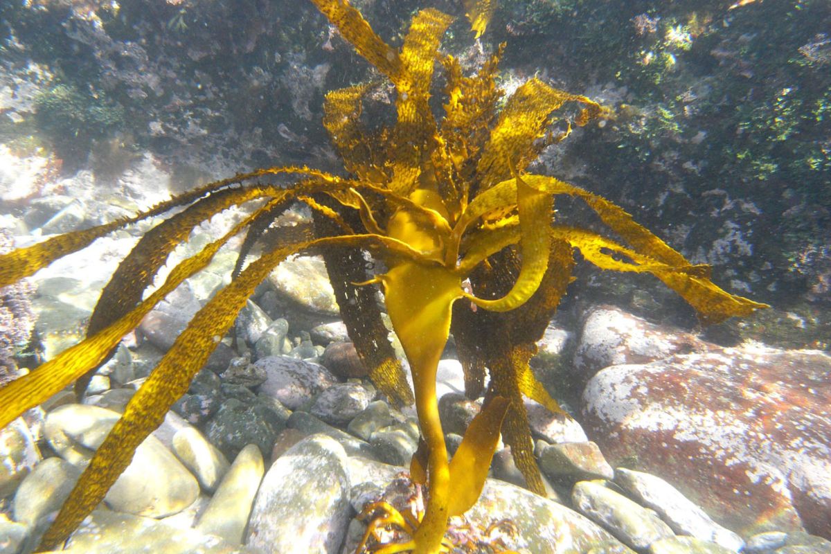 Ecklonia maxima