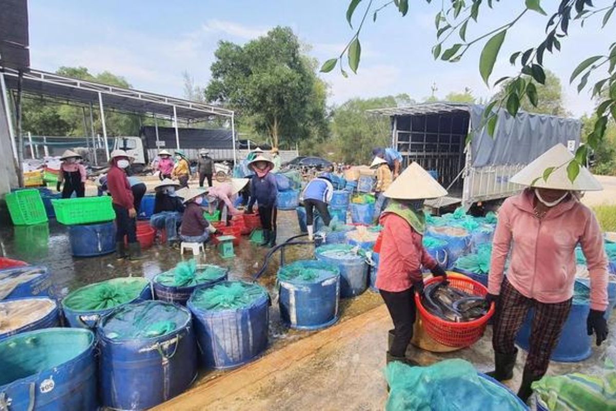 Hợp tác xã Kim Phi đã bao tiêu sản phẩm cho bà con