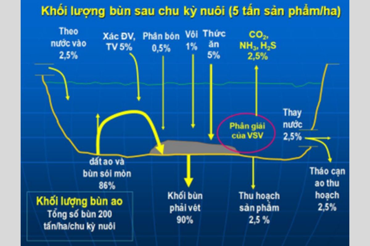 Khối lượng bùn sau chu kỳ nuôi