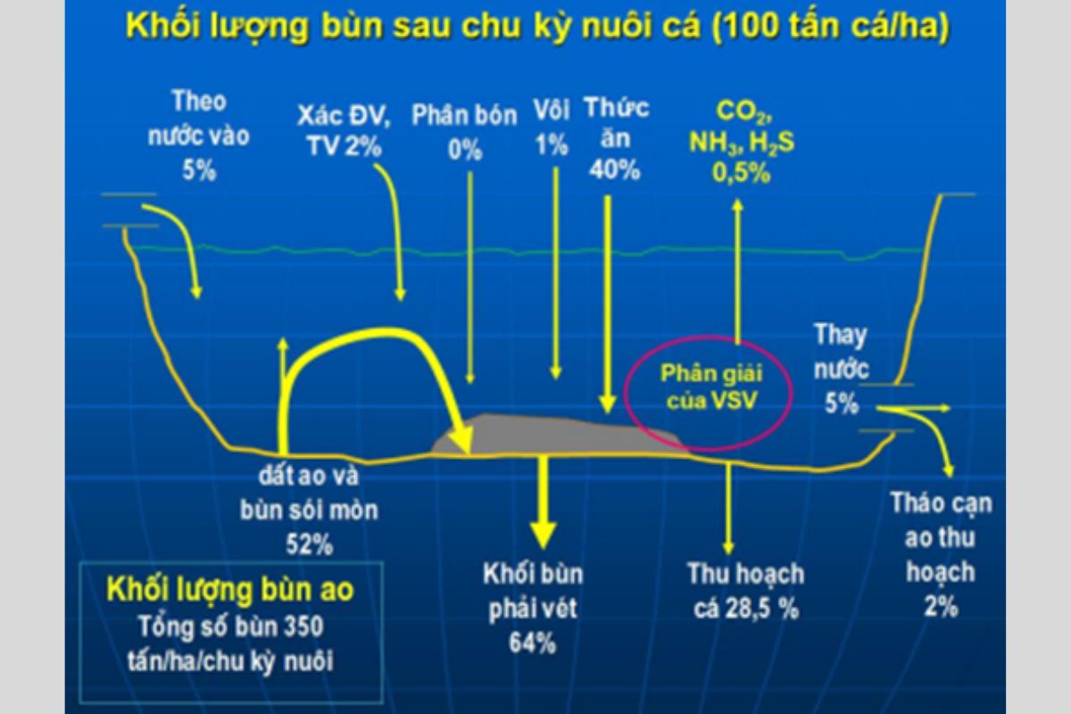 Khối lượng bùn sau chu kỳ nuôi cá