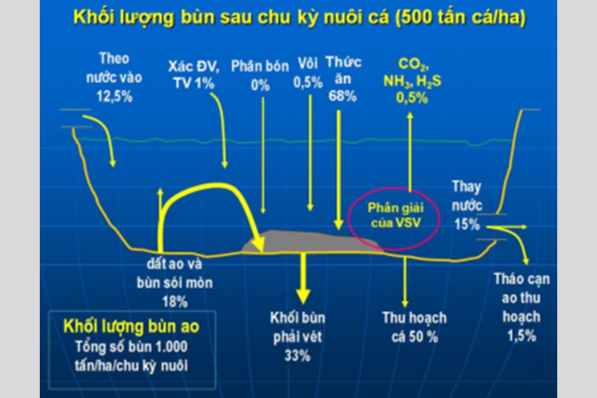 Khối lượng bùn sau chu kỳ nuôi cá 500 tấn