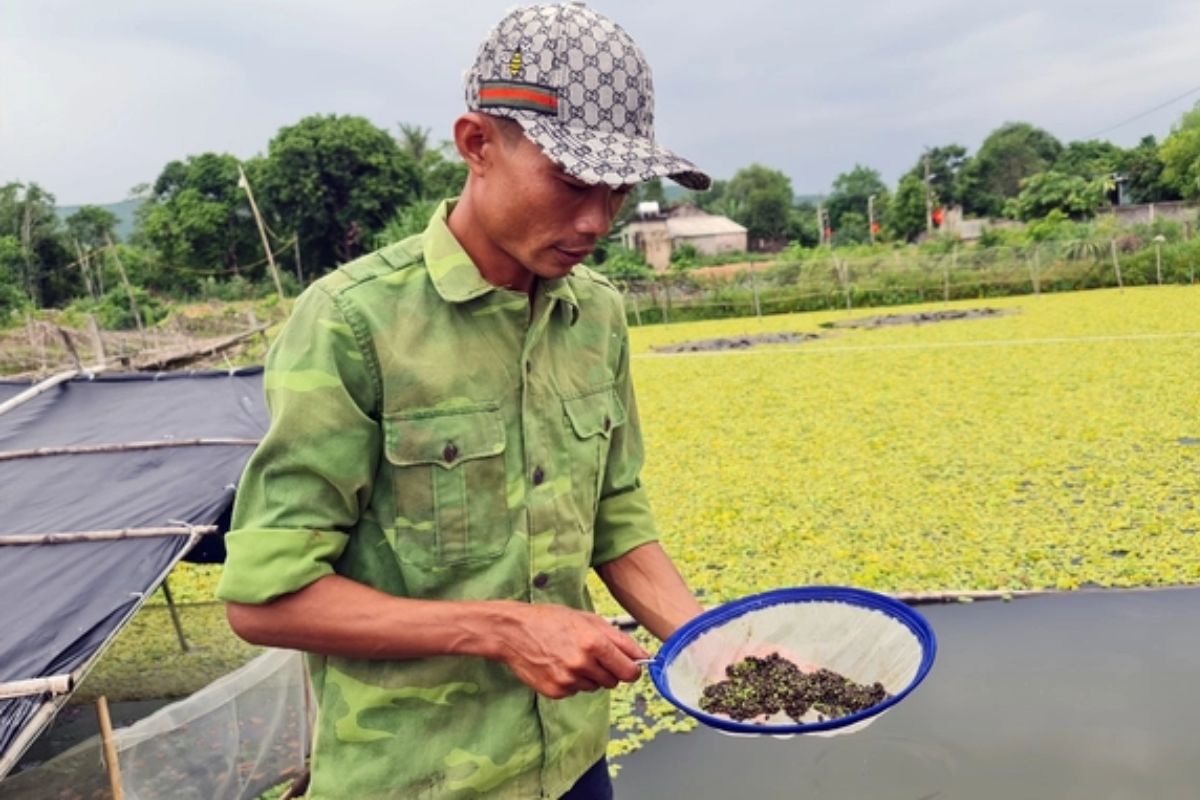 Kỹ thuật nuôi ốc bươu