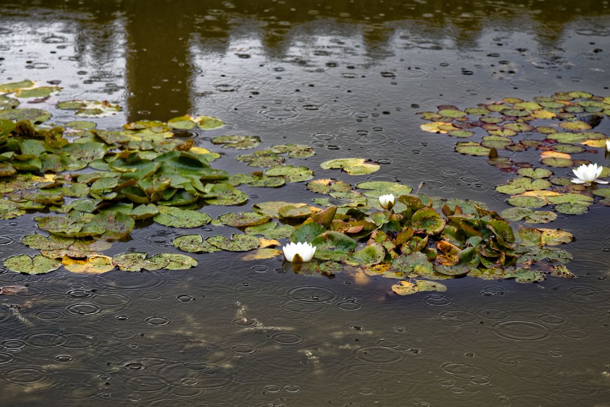 Mưa ở ao