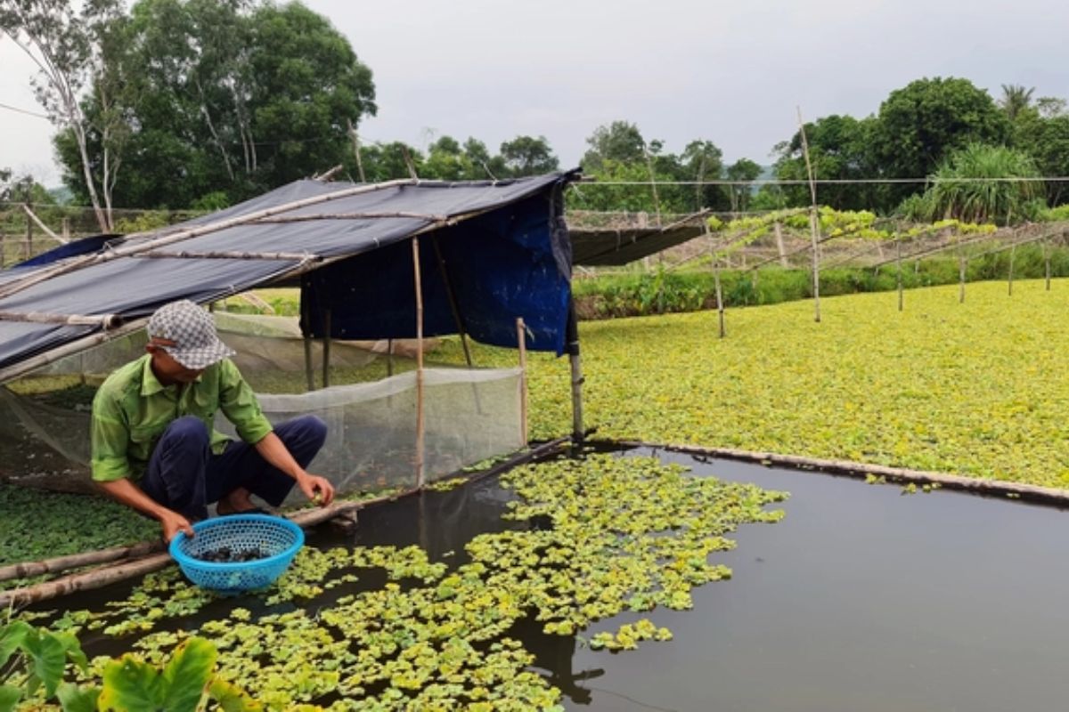 Nuôi bèo cùng ốc bươu