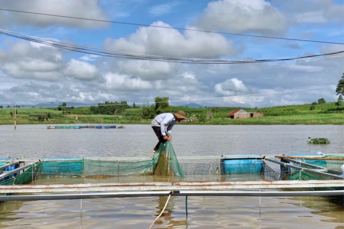 Nuôi cá trên hồ thủy điện An Khê