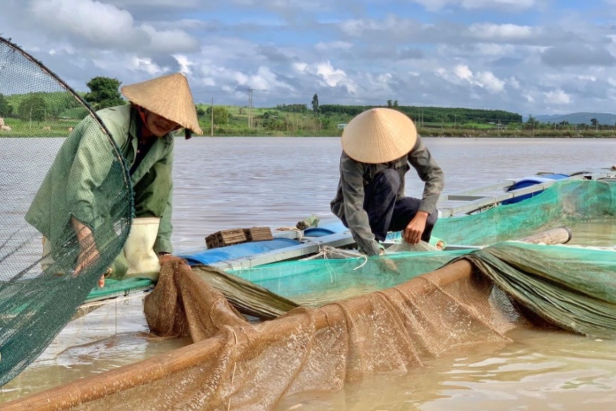 Nuôi cá trên hồ thủy điện An Khê