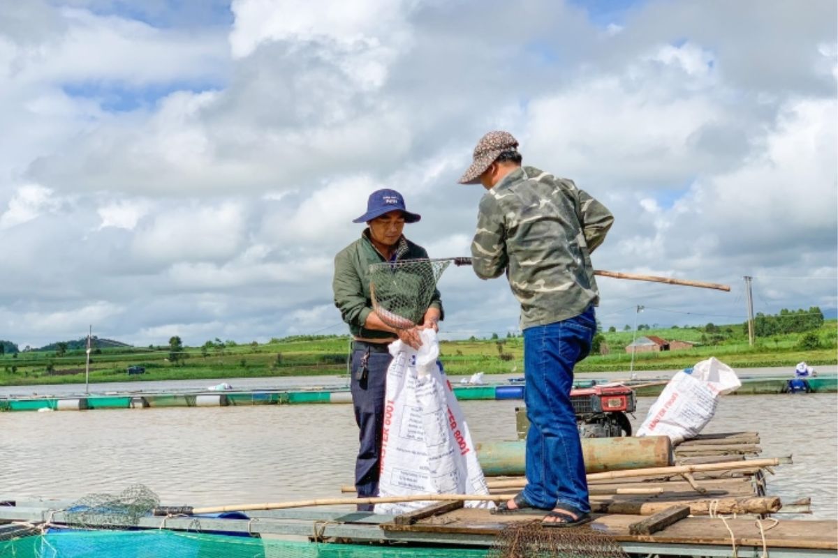 Nuôi cá trên hồ thủy điện An Khê