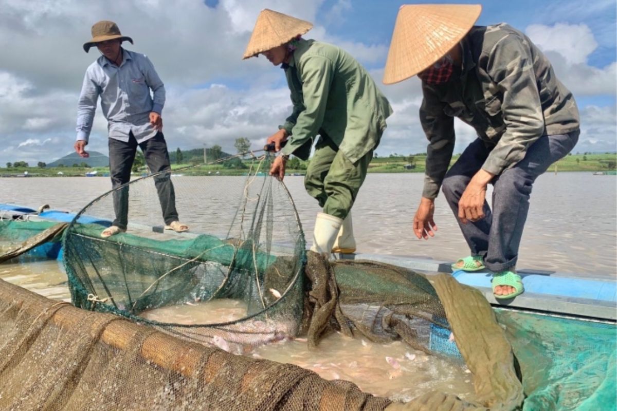 Nuôi cá trên hồ thủy điện An Khê