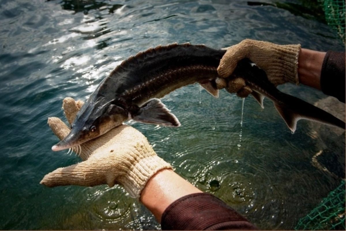 Thúc đẩy công nghệ nuôi cá nước lạnh