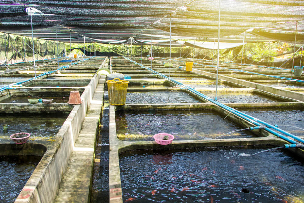 Bể nuôi lươn không bùn tại một trang trại