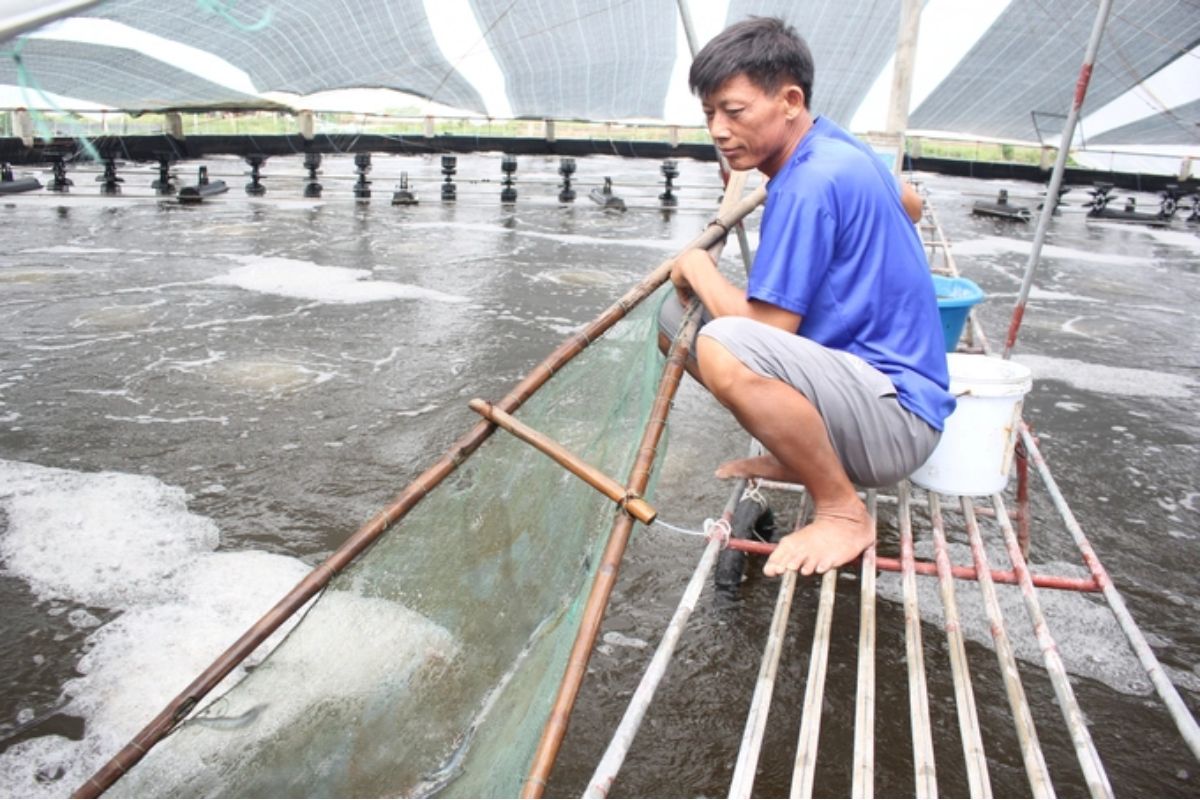 Nuôi tôm trong ao nổi có mái che