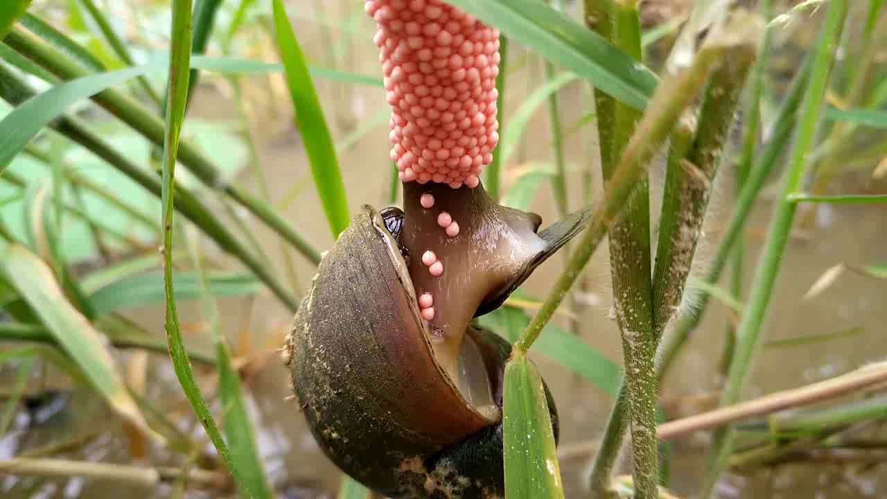 Ốc bươu vàng