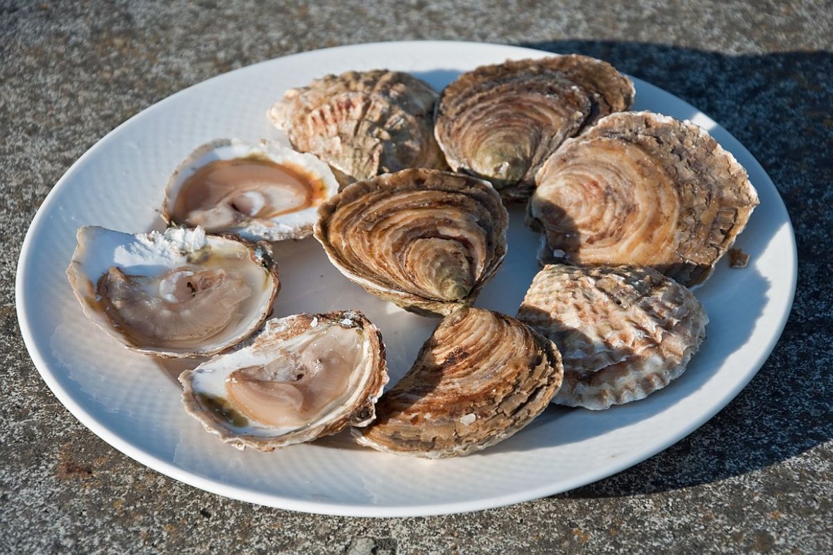 Hàu dẹt châu Âu (Ostrea Edulis)